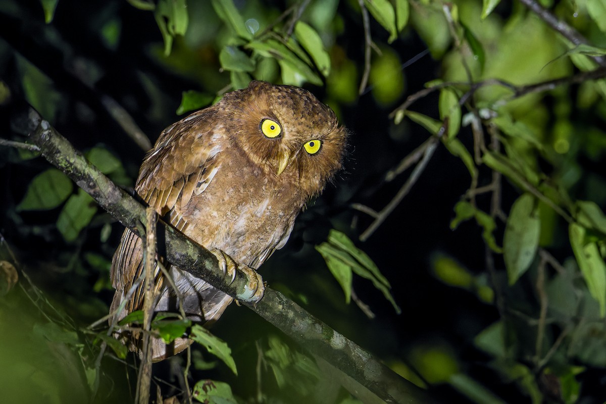 Mountain Scops-Owl - ML610130373