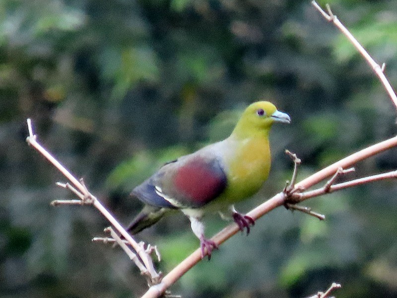 White-bellied Green-Pigeon - 竹雞 劉