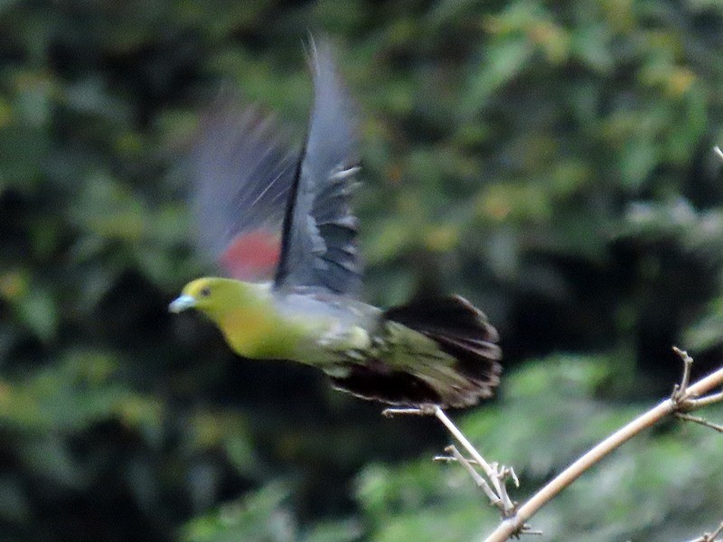 White-bellied Green-Pigeon - 竹雞 劉