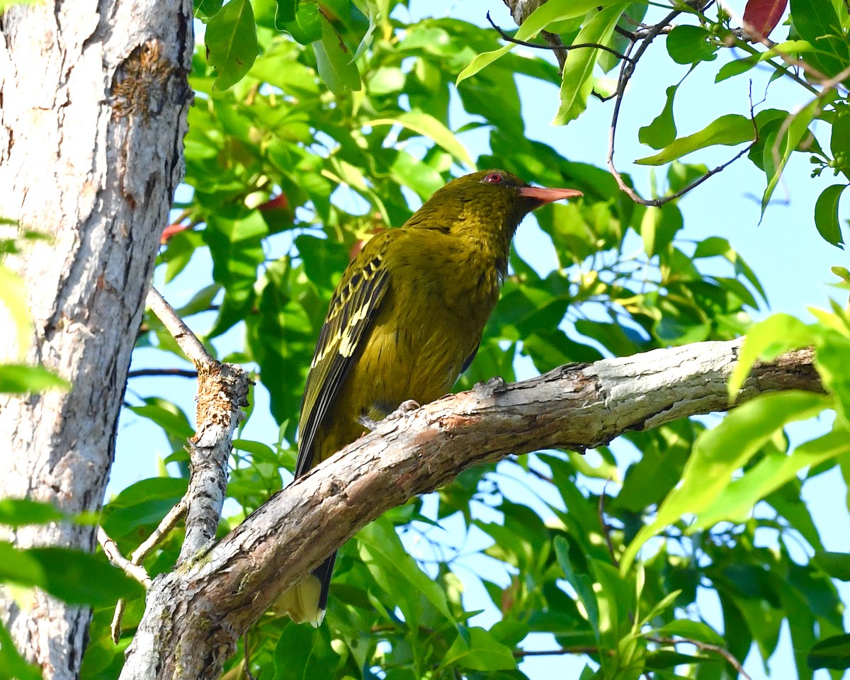 Green Oriole - Steven Morris