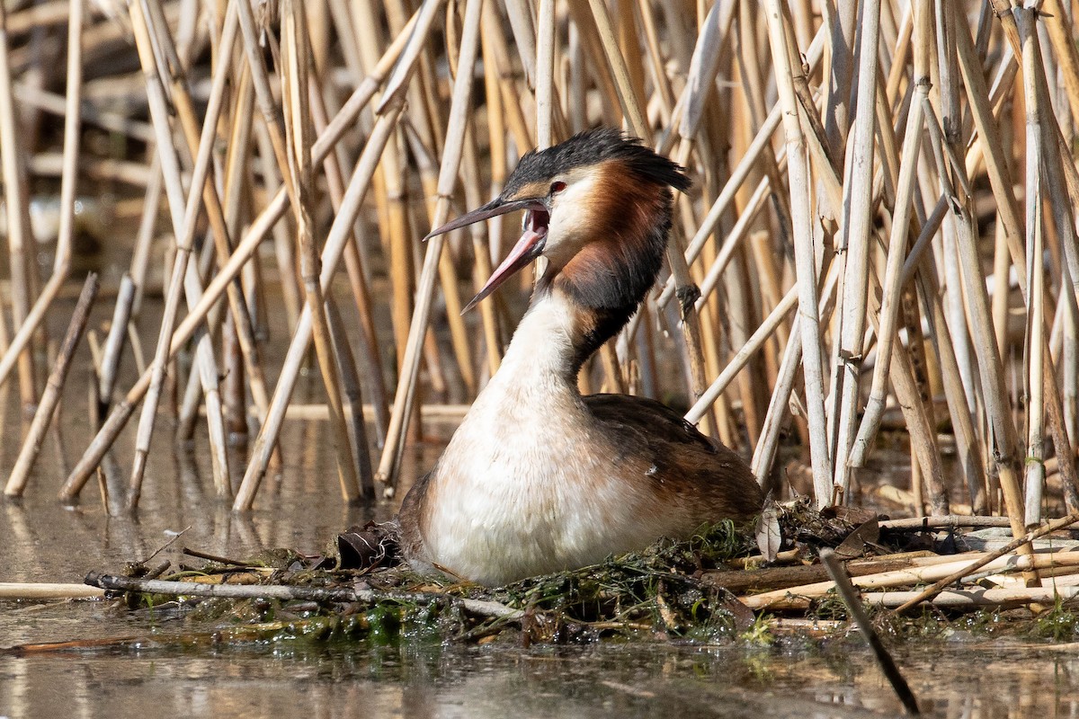 Great Crested Grebe - Angel BAS-PEREZ