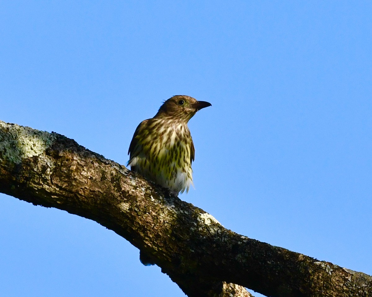 Australasian Figbird - Steven Morris