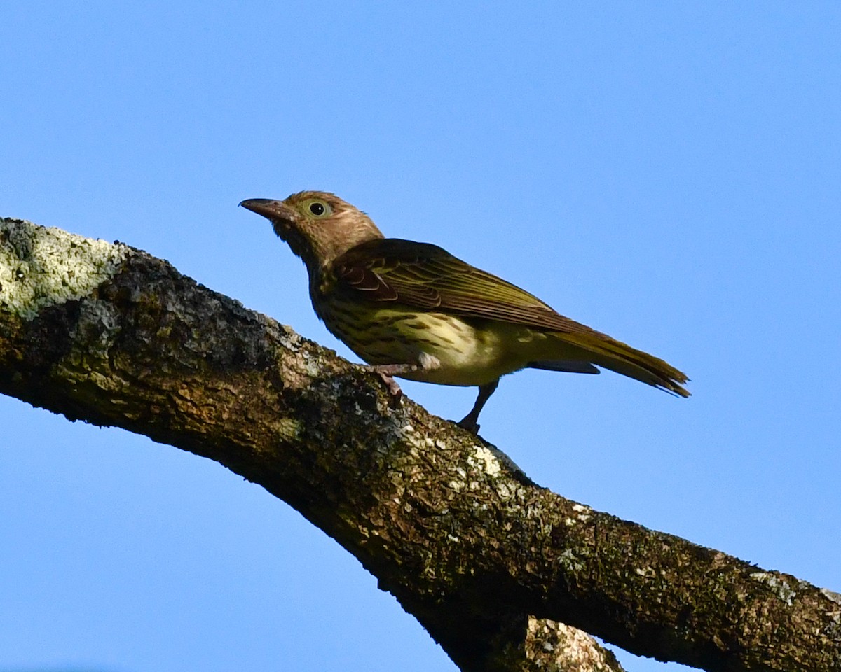 Australasian Figbird - ML610130574