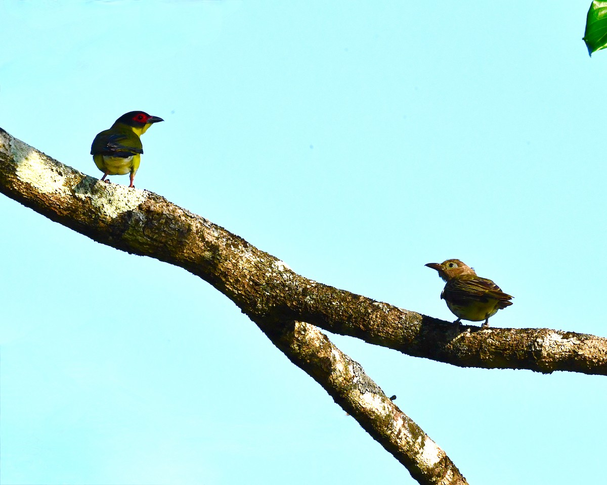 Australasian Figbird - ML610130602