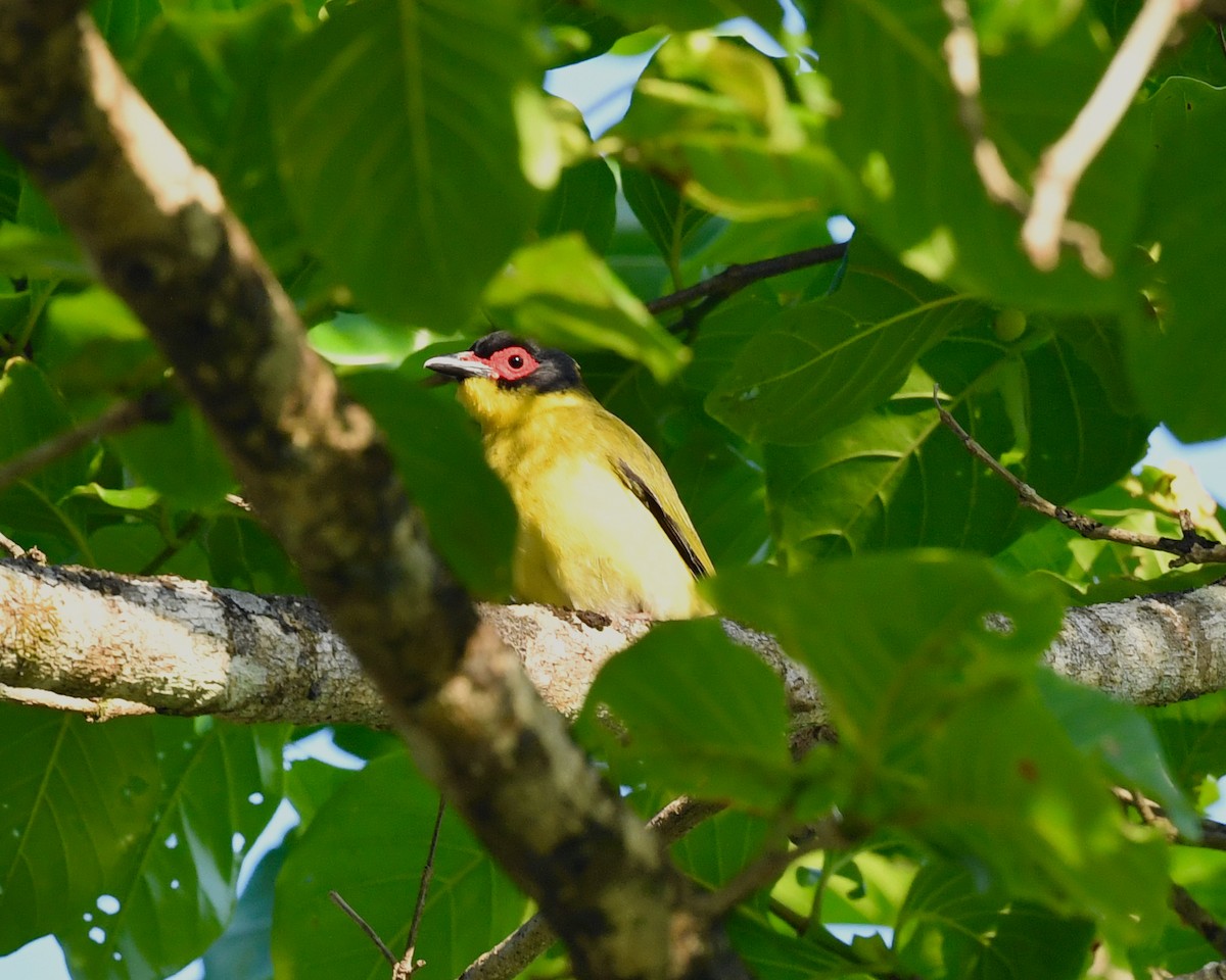 Australasian Figbird - ML610130643