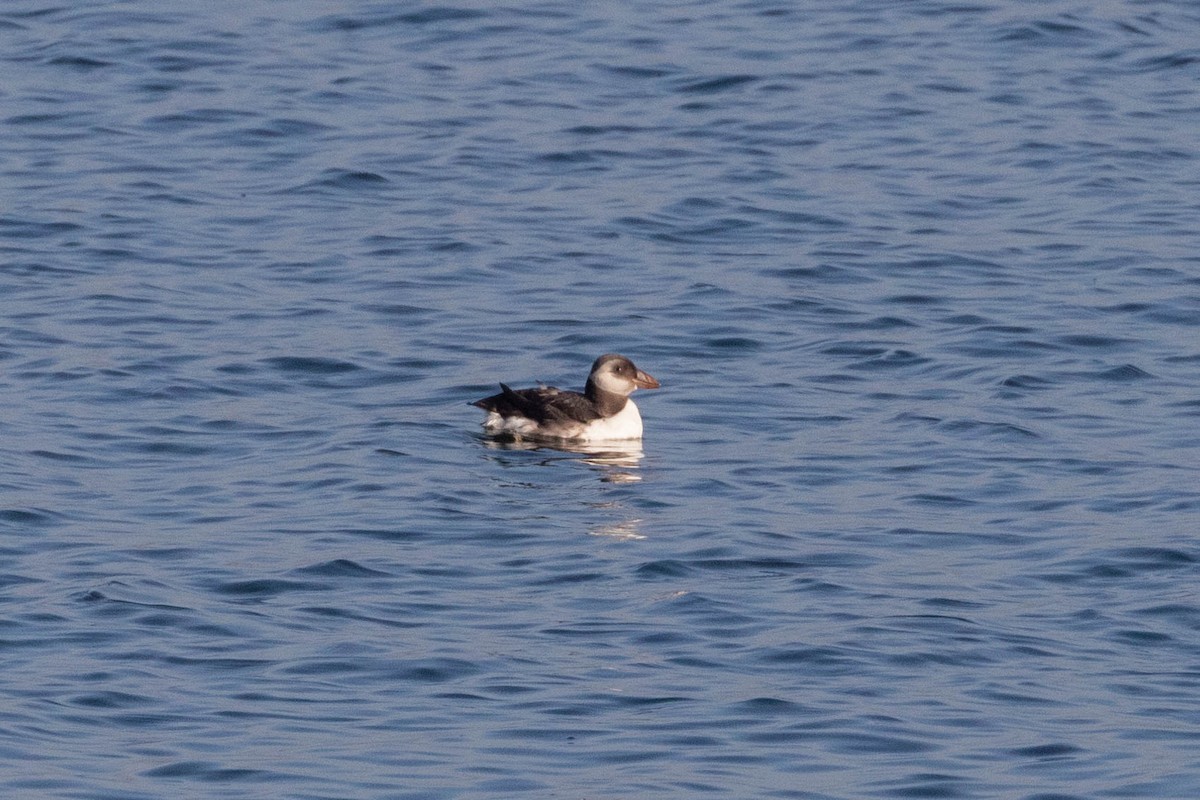 Atlantic Puffin - ML610130705