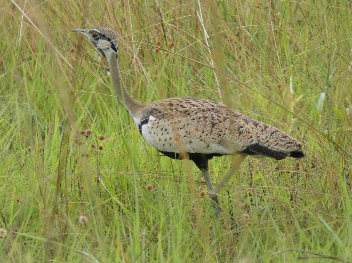 Black-bellied Bustard - ML610130725