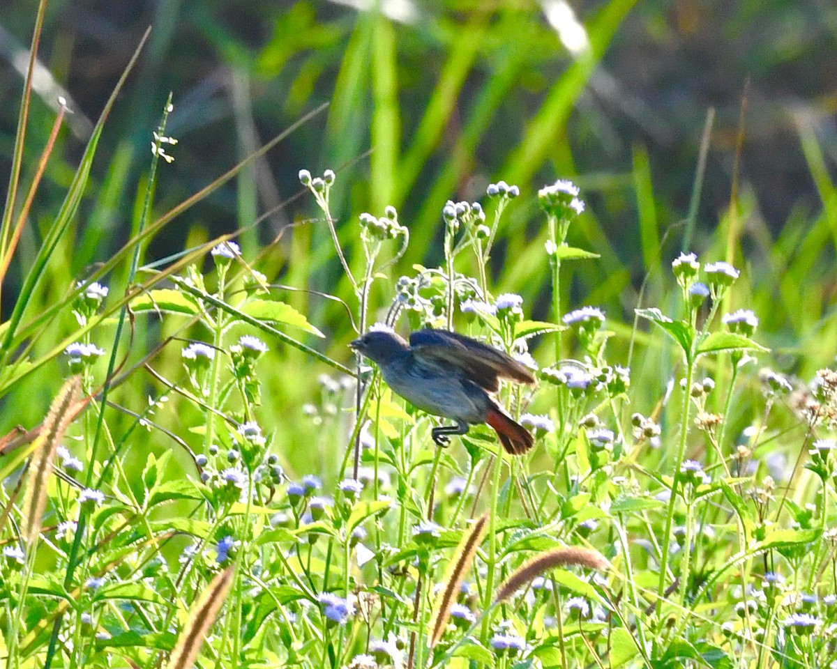 Scaly-breasted Munia - ML610130732