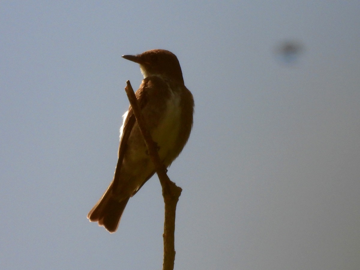 Olive-sided Flycatcher - Yoleydi Mejia