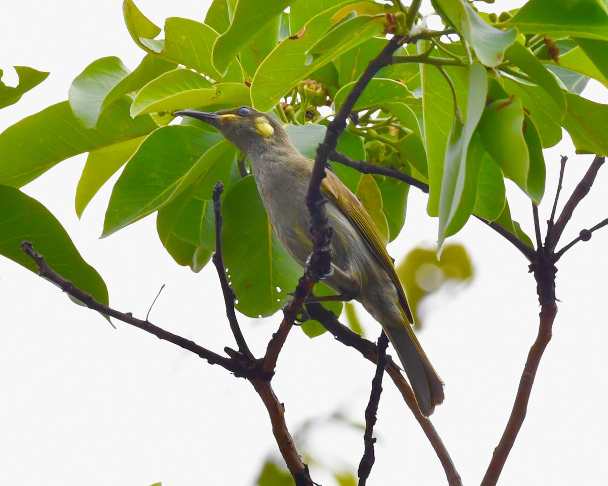 Lewin's Honeyeater - ML610130813