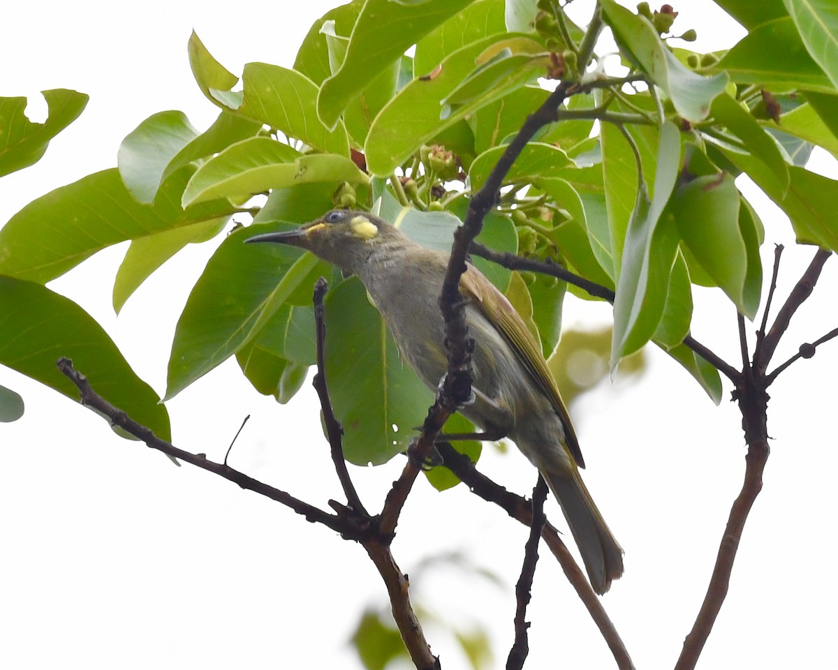 Lewin's Honeyeater - ML610130815