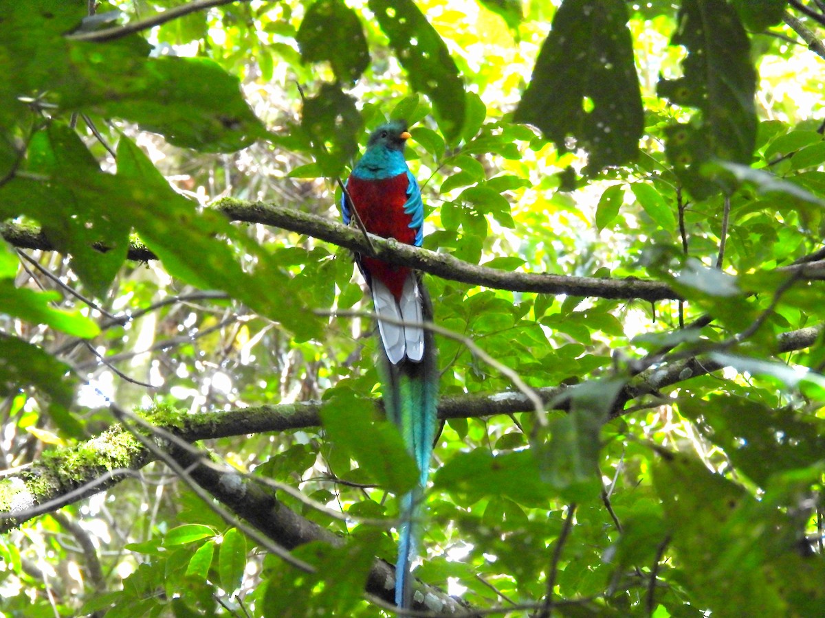 Quetzal Guatemalteco - ML610130879