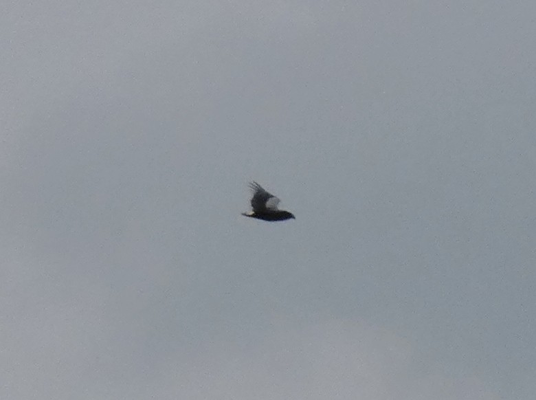 Bateleur - ML610130881