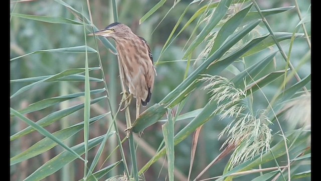 Little Bittern - ML610130989