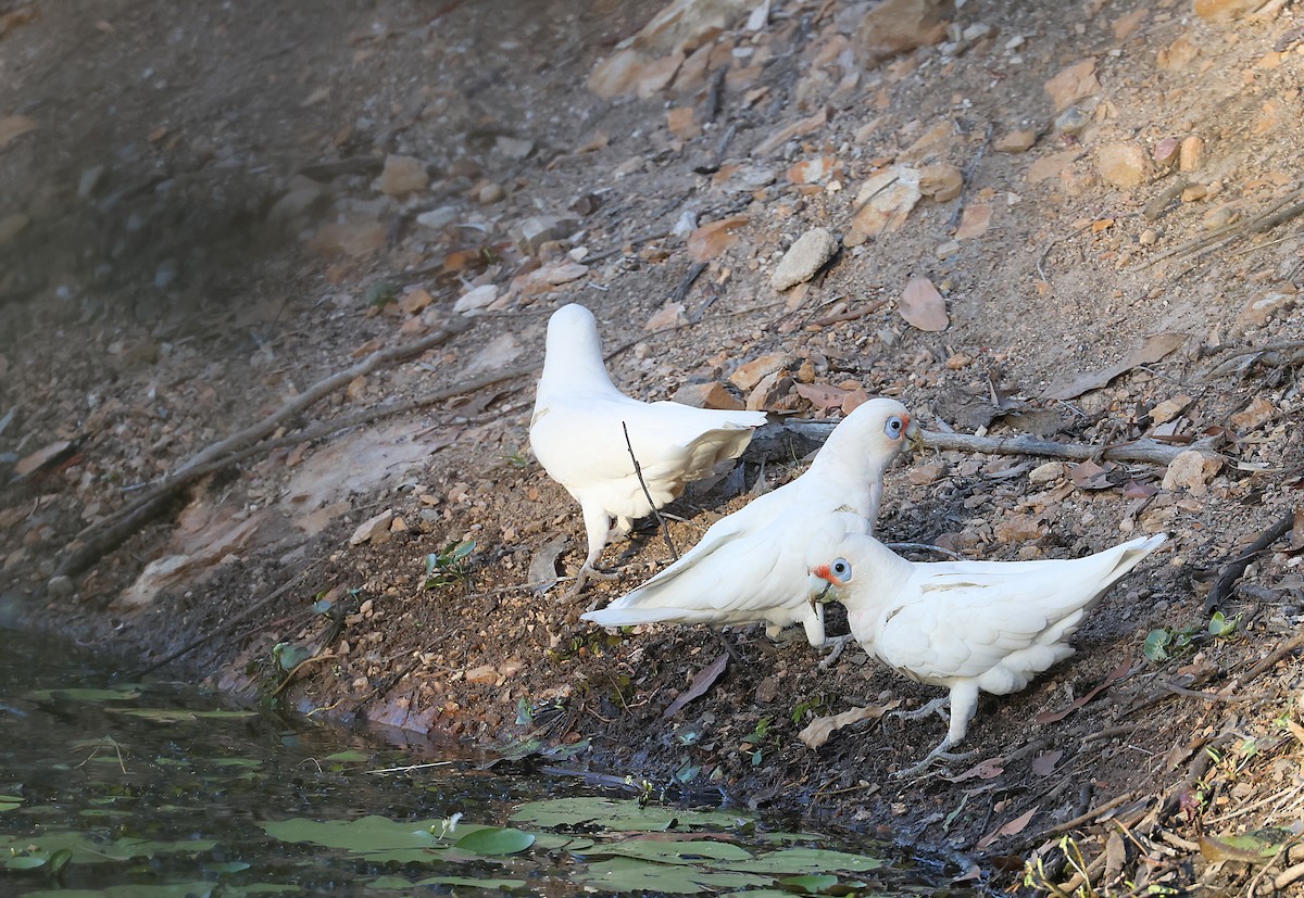 Long-billed Corella - ML610131041