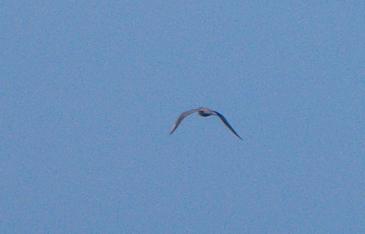 Long-tailed Jaeger - ML610131055