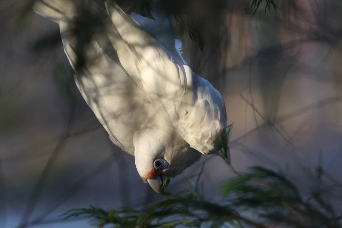 Long-billed Corella - ML610131057