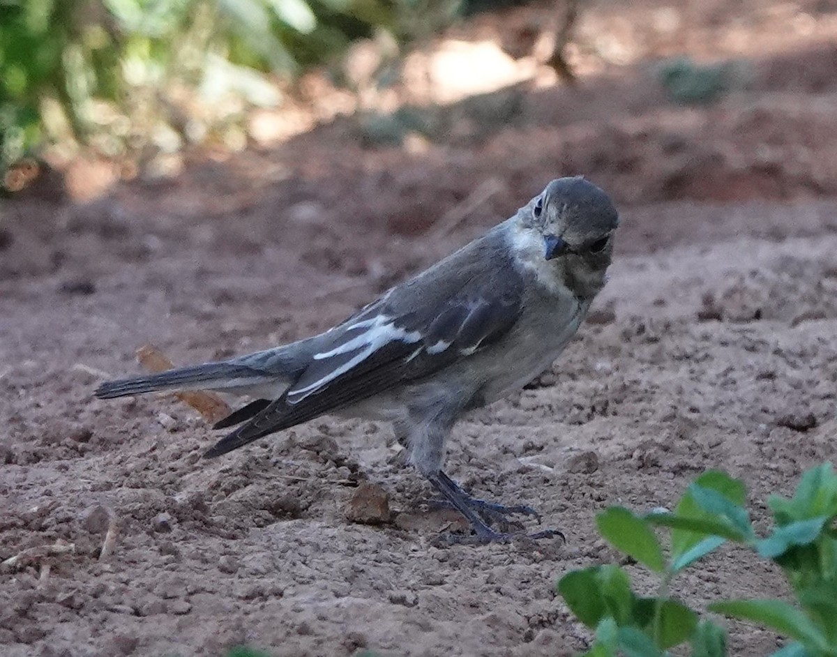 European Pied Flycatcher - ML610131074