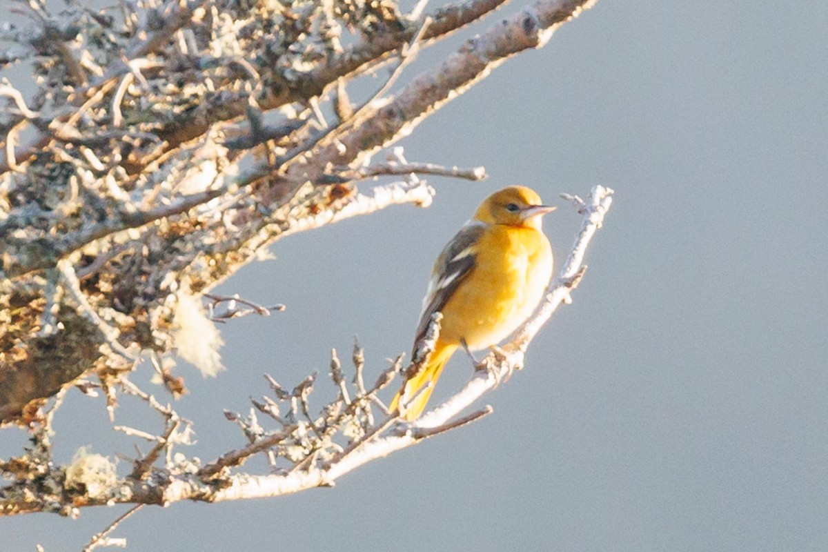 Baltimore Oriole - Ethel Dempsey