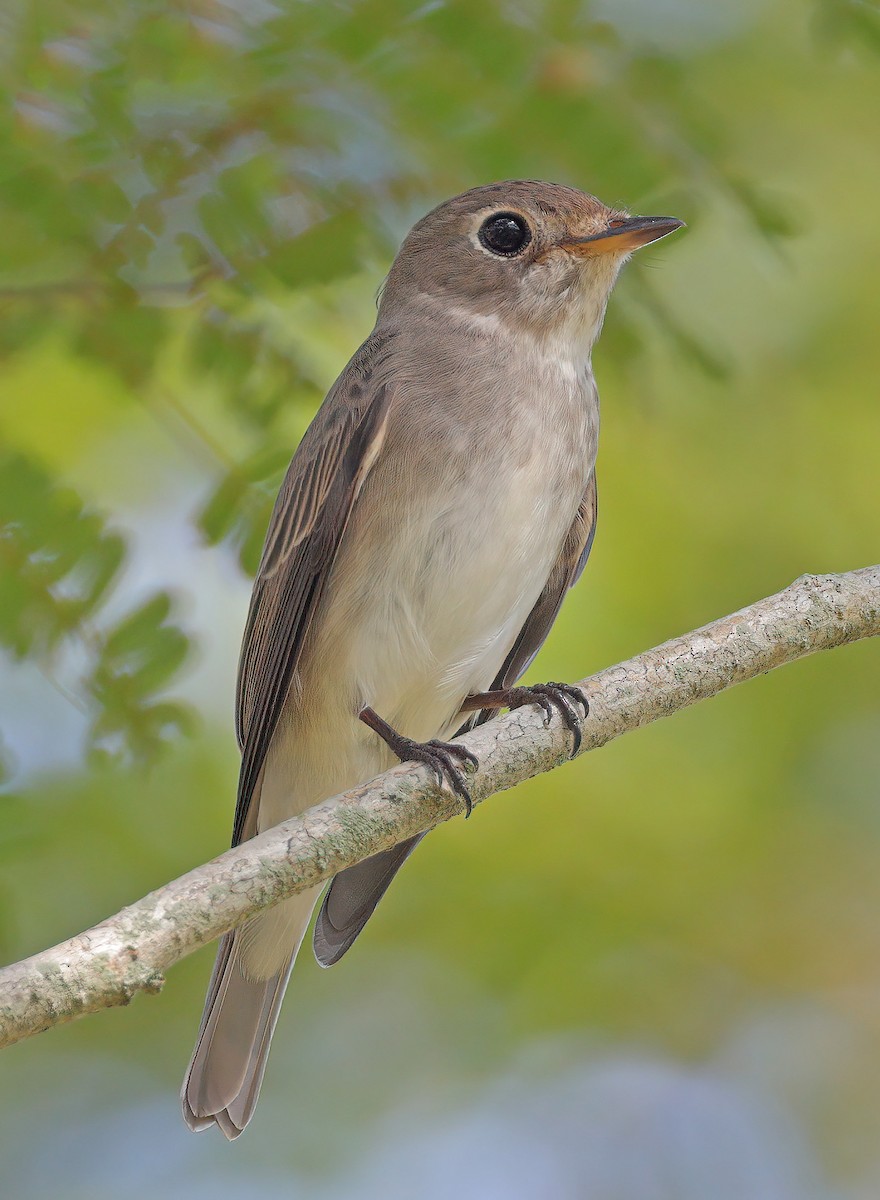 Asian Brown Flycatcher - ML610131122