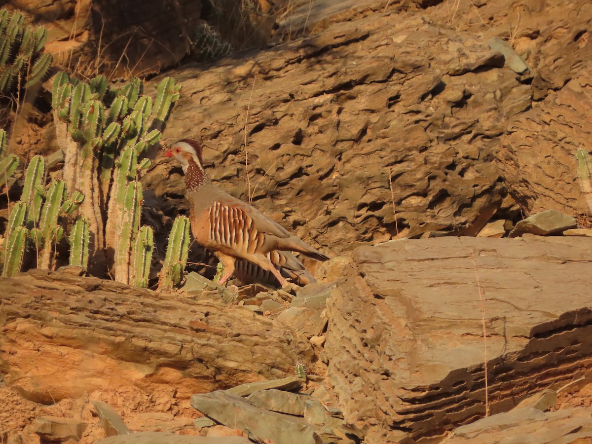 Barbary Partridge - ML610131154