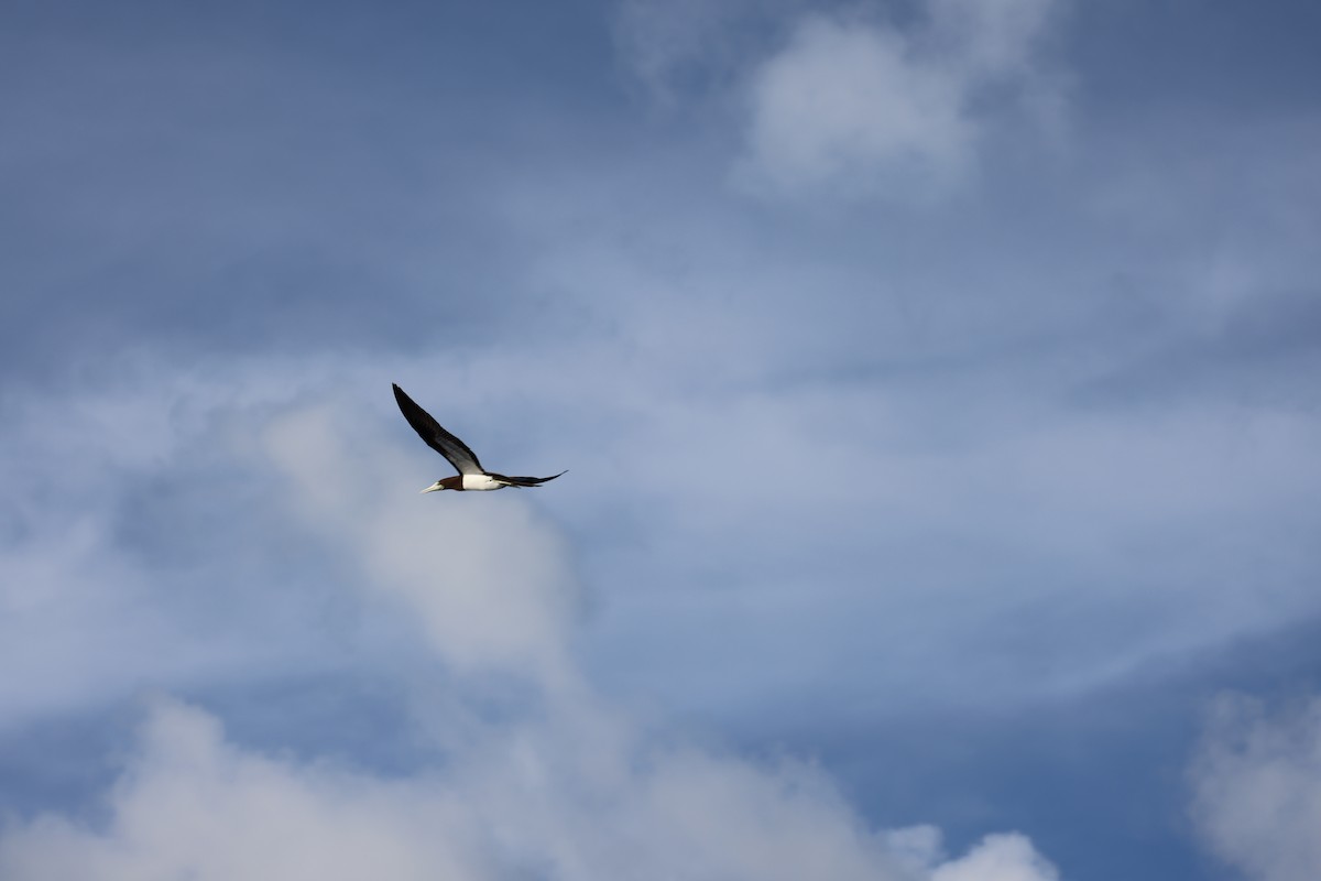 Brown Booby - ML610131165