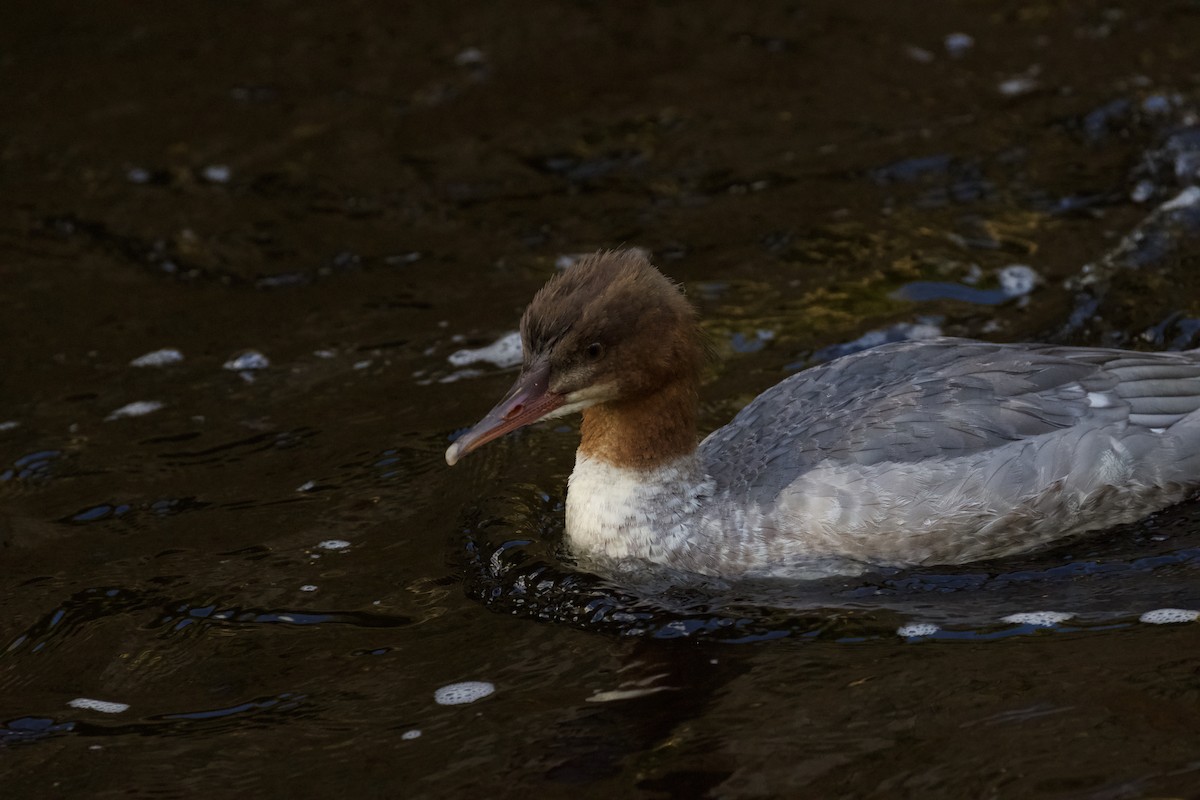 Common Merganser - ML610131184