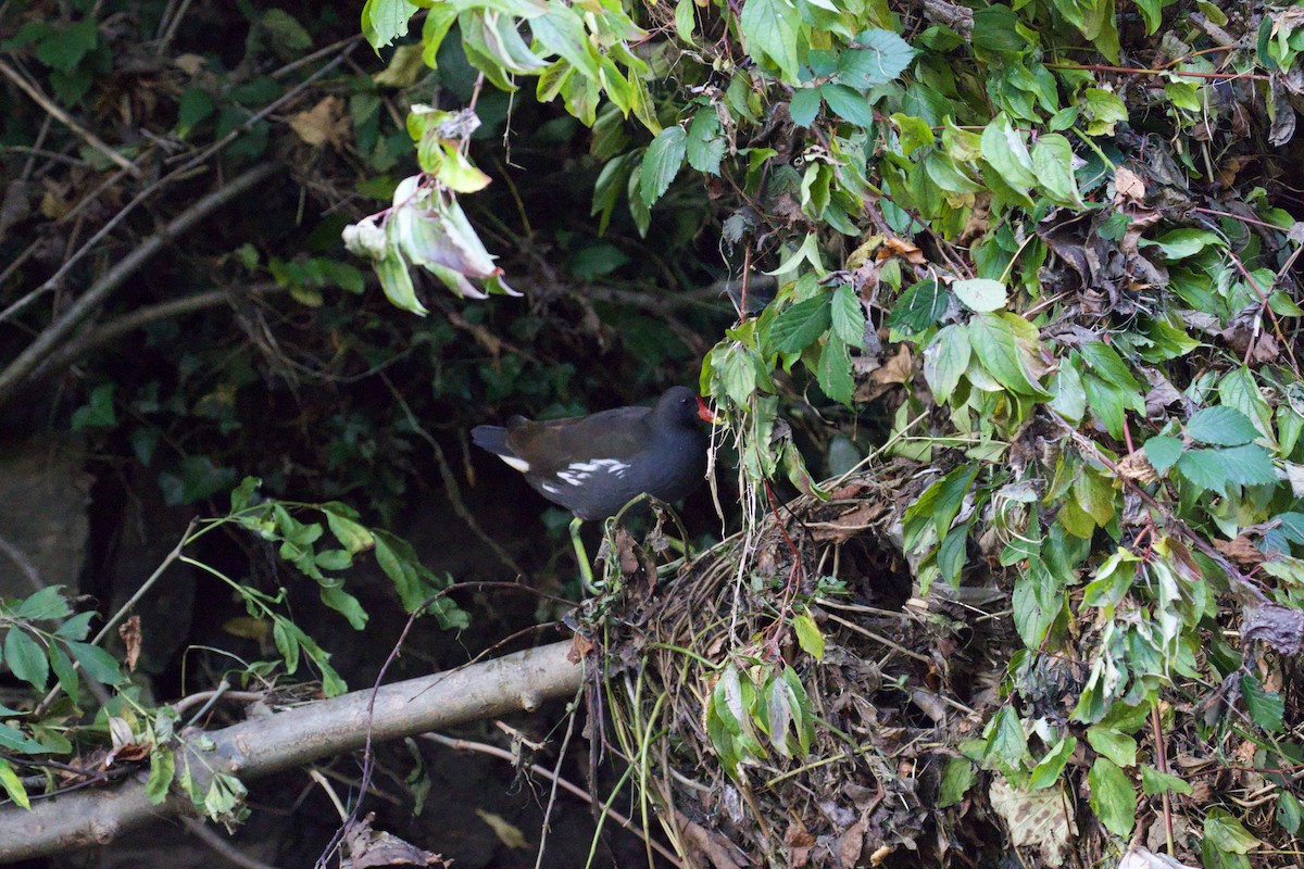 Eurasian Moorhen - ML610131200