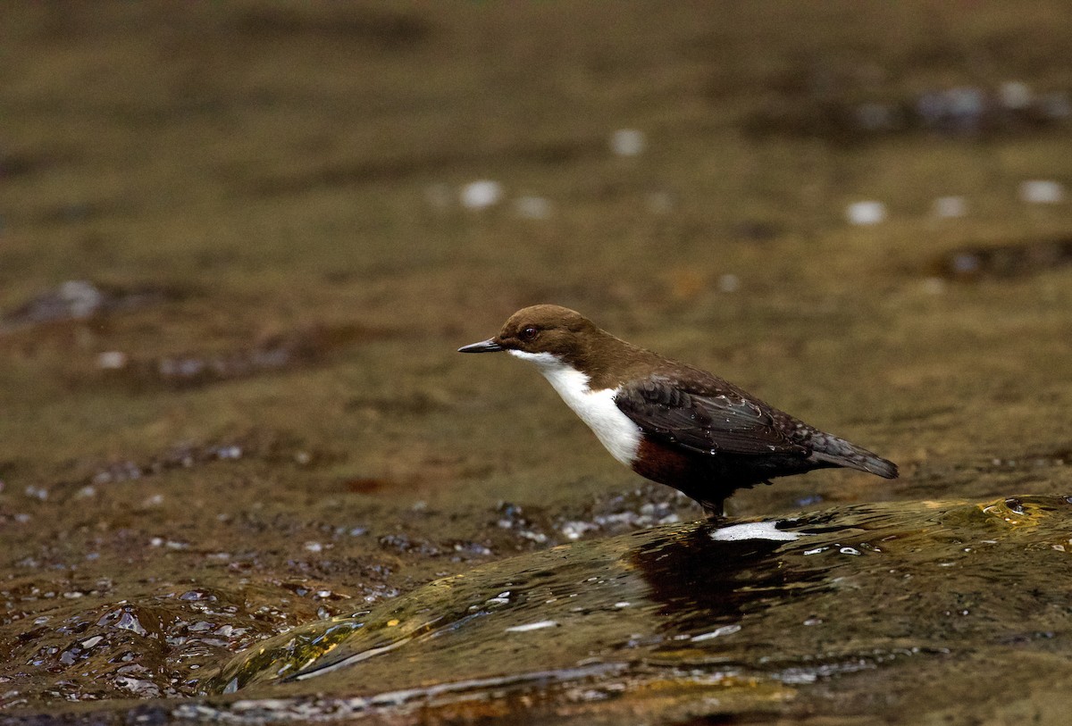 White-throated Dipper - ML610131217