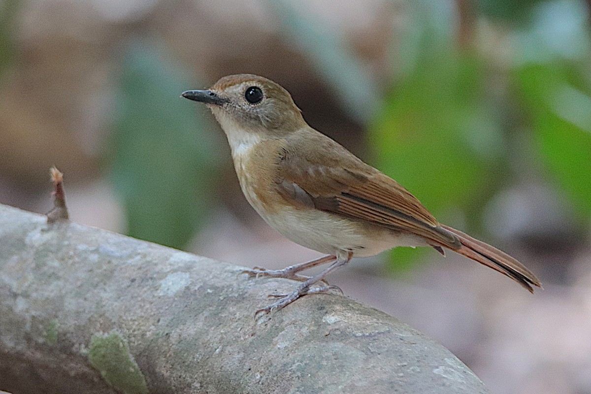 Fulvous-chested Jungle Flycatcher - ML610131333