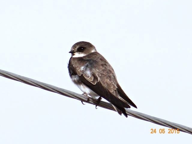 Bank Swallow - ML610131397