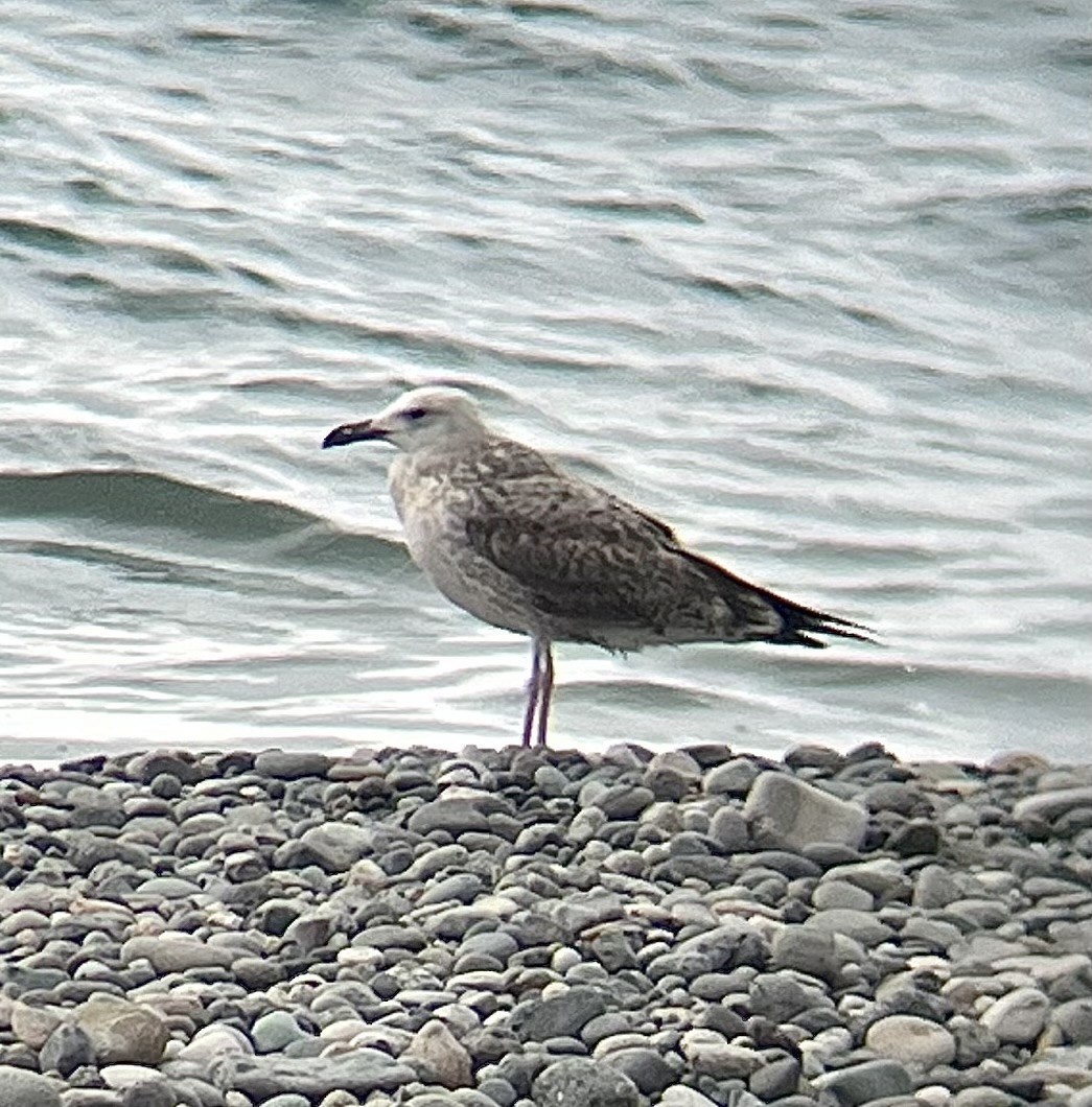 Caspian Gull - Matthew  Daw