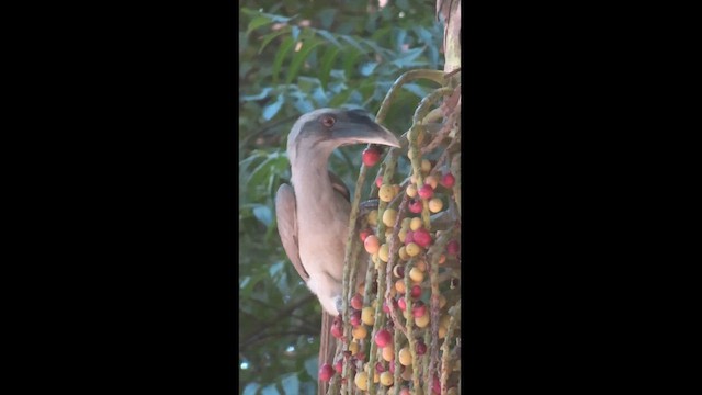 Indian Gray Hornbill - ML610131423