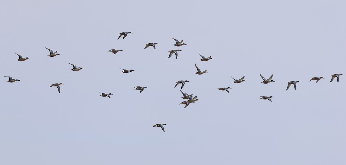 Northern Shoveler - ML610131492