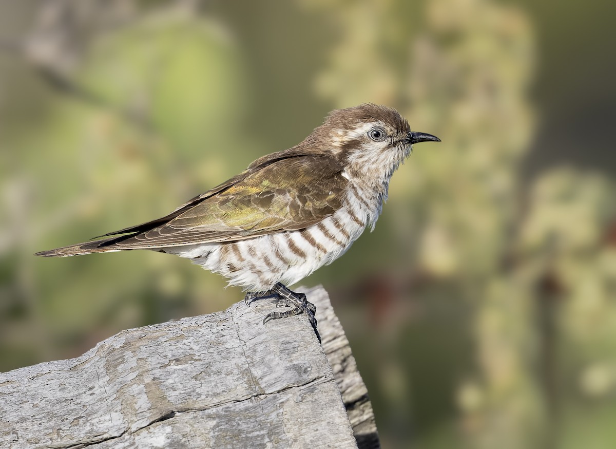 Horsfield's Bronze-Cuckoo - ML610131508