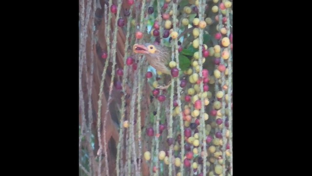 Brown-headed Barbet - ML610131511