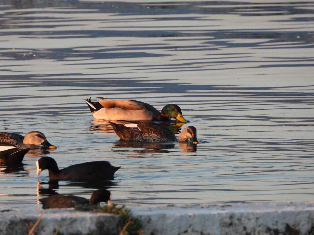 Canard colvert - ML610131540