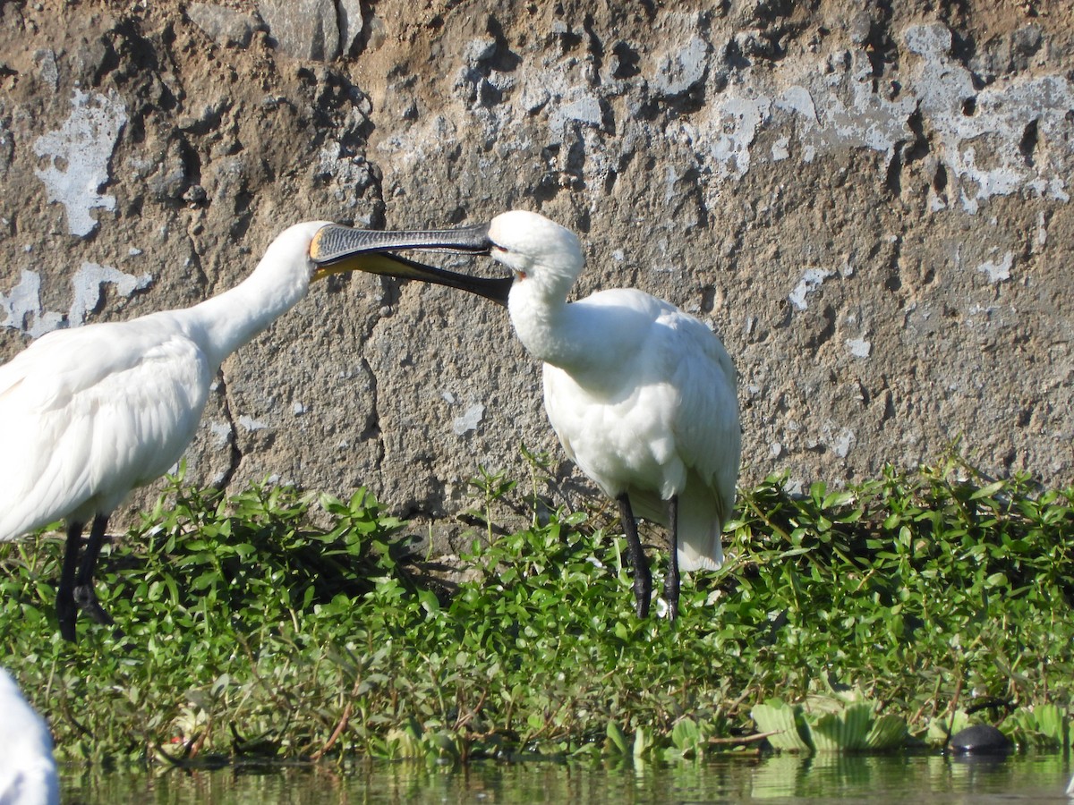 Eurasian Spoonbill - ML610131572