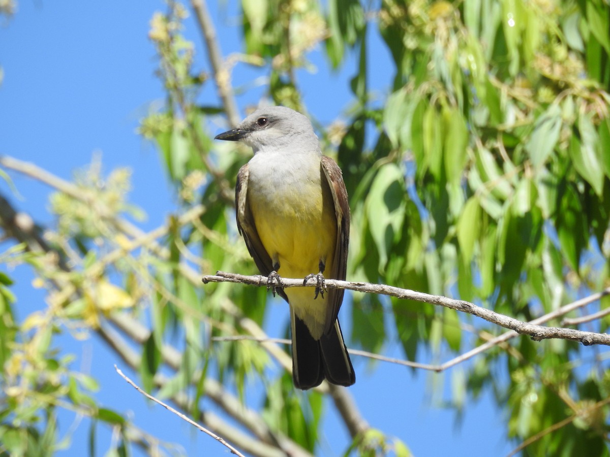Western Kingbird - ML61013161