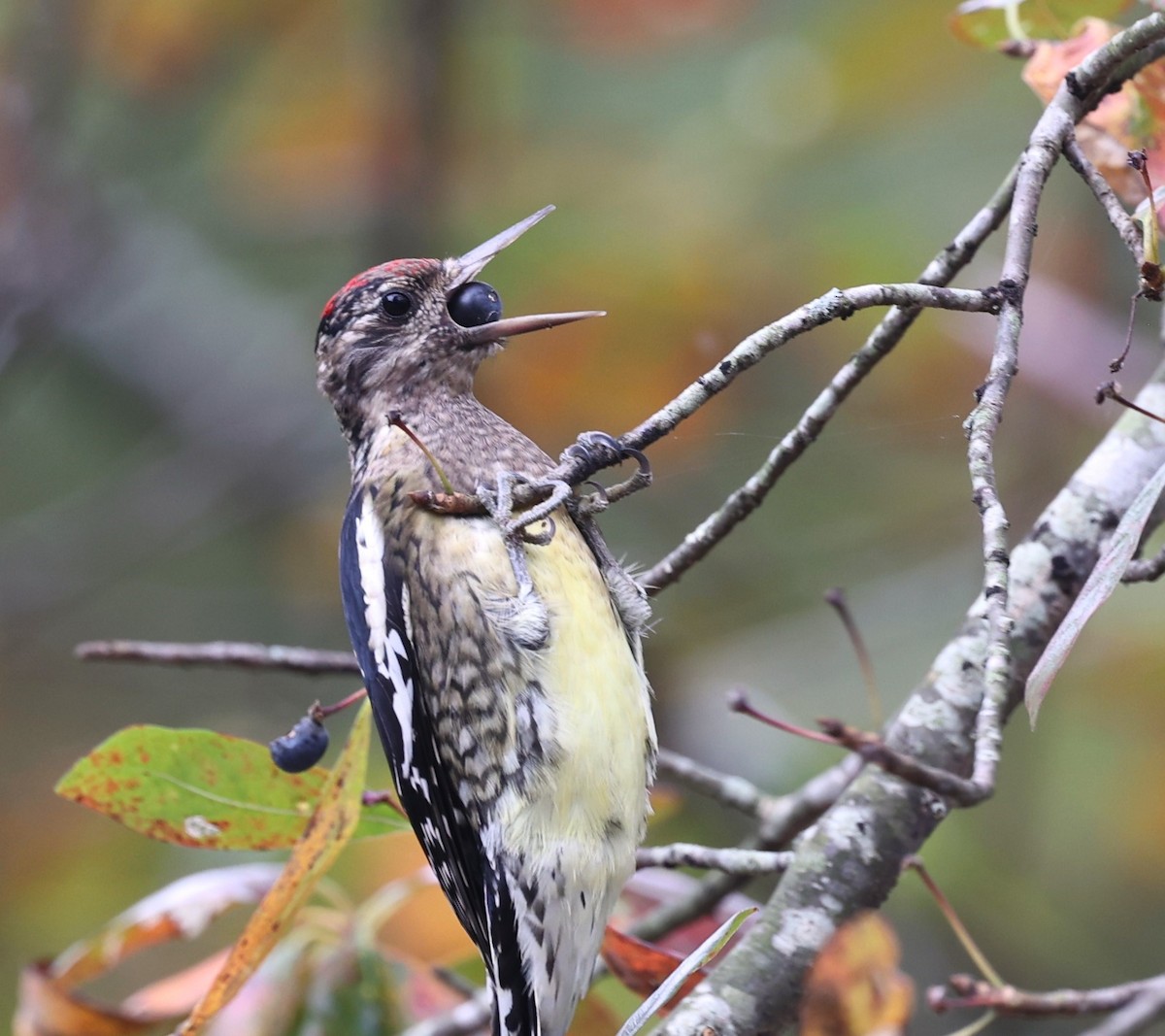 Yellow-bellied Sapsucker - ML610131625