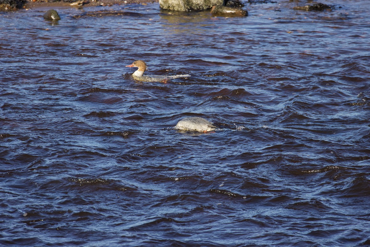 Common Merganser - ML610131650