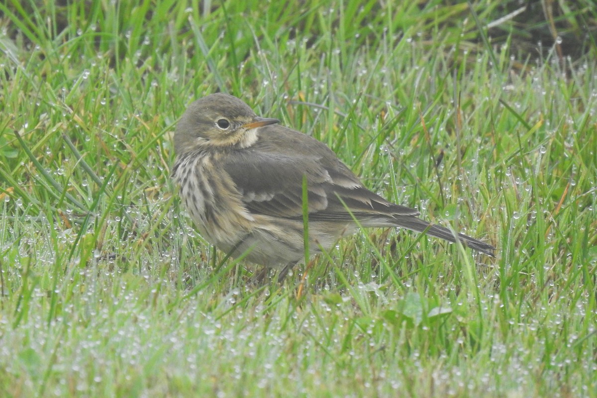 Pipit d'Amérique - ML610131676