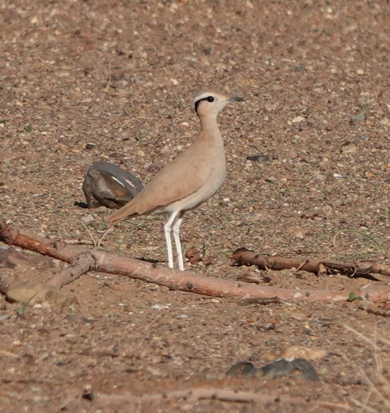 Cream-colored Courser - ML610131680