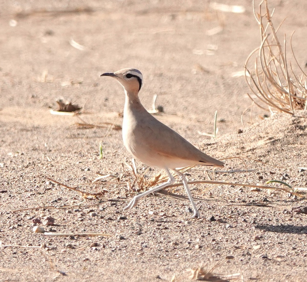 Cream-colored Courser - ML610131683