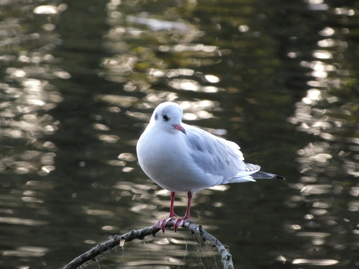 Mouette rieuse - ML610131733