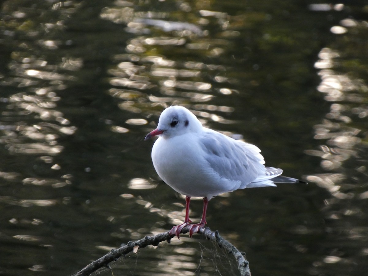 Black-headed Gull - ML610131735