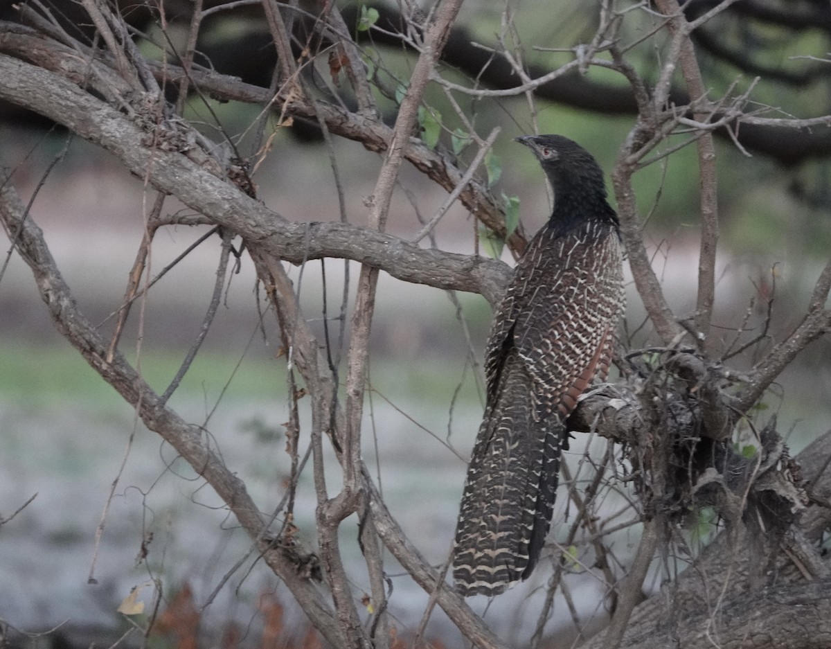 Pheasant Coucal - Howie Nielsen