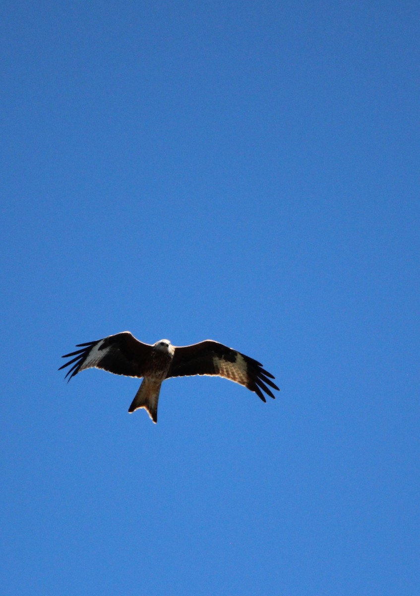 Red Kite - ML610131810