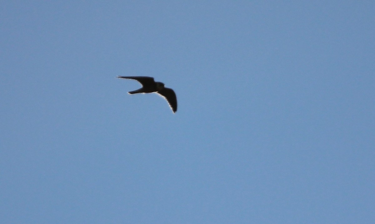 Eurasian Hobby - ML610131813