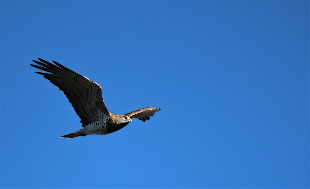 Short-toed Snake-Eagle - ML610131821